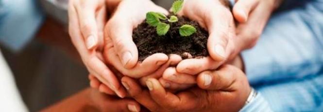 Business development - Closeup of hands holding seedling in a group